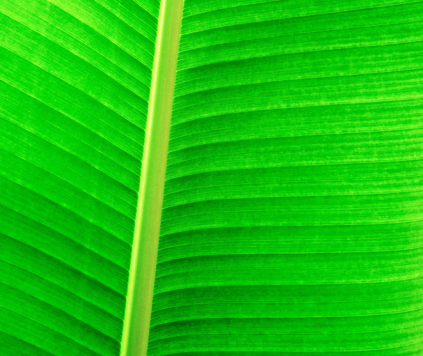 Green leaf background - Zdjęcie, obraz