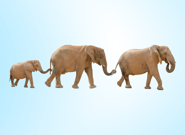 Porträt von drei Elefanten, die vor blauem Hintergrund gehen - Foto, Bild