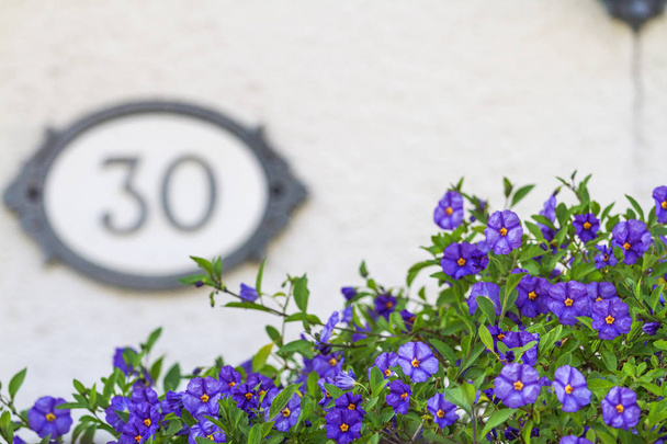 numero 30 talo ja siniset kukat
 - Valokuva, kuva