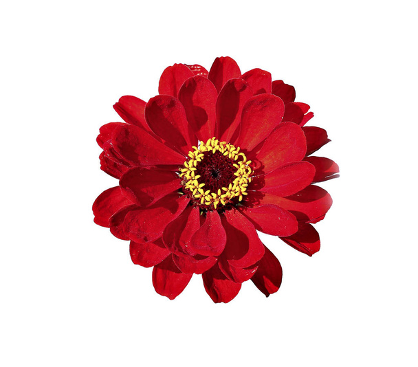 Яскраво-червона квітка цинія ізольована
 - Фото, зображення