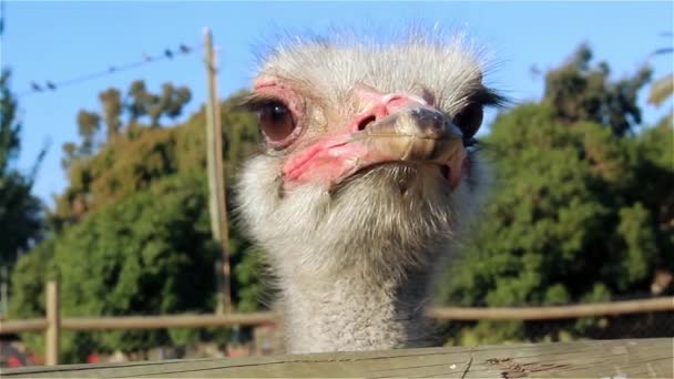 Avestruz irritado em um zoológico
 - Filmagem, Vídeo