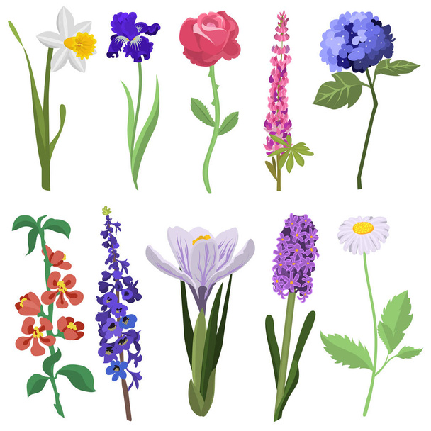 Beautiful watercolor flower set. - Vecteur, image