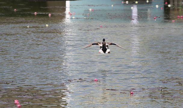 Kachna v letu nad rybníkem - Fotografie, Obrázek