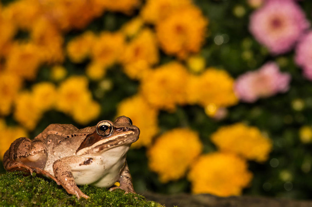 Wood Frog Close up - Photo, Image