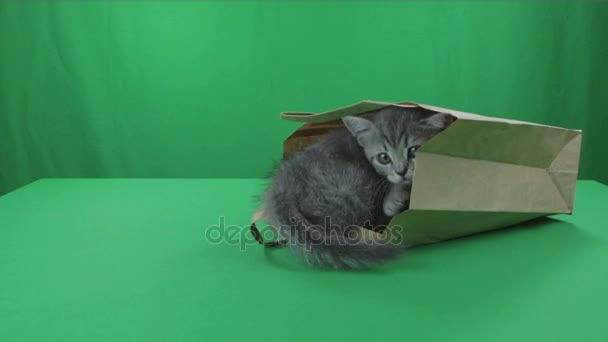 Beautiful little kittens Scottish Fold in paper bagon Green Screen. - Séquence, vidéo