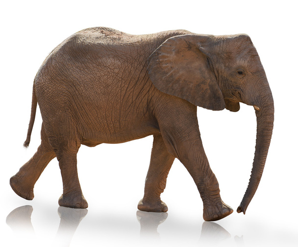 Молодий слон
 - Фото, зображення
