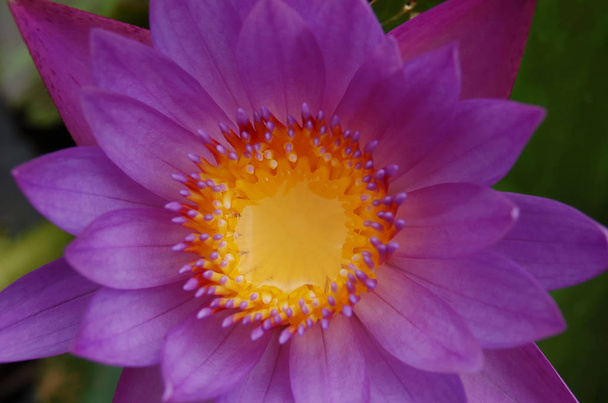 Фиолетовый тайский цветок
 - Фото, изображение