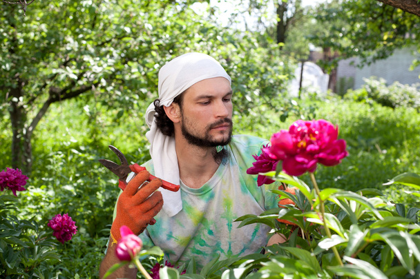 Man cutting the peony flowers - Фото, изображение