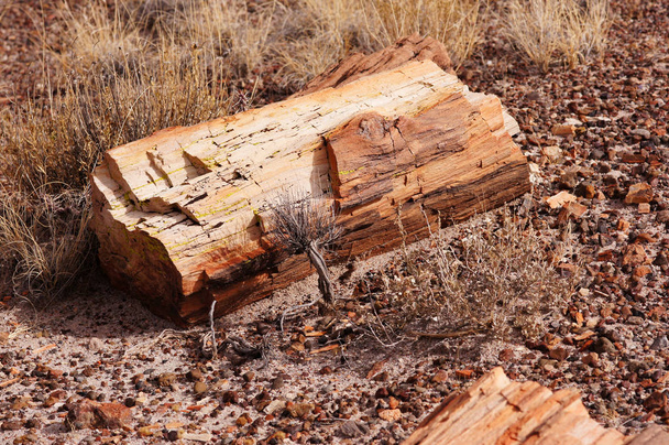 Versteend-bos-National-Park, Arizona, Verenigde Staten - Foto, afbeelding
