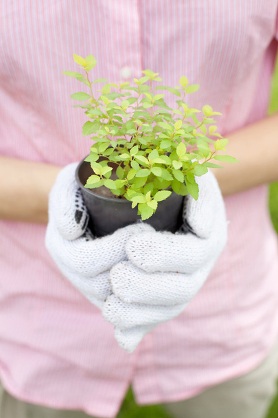 close up of hands holding plant pot - Foto, Imagen