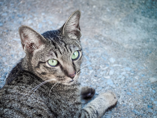 Retrato de gato doméstico bonito
 - Foto, Imagem
