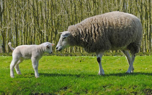 πρόβατα στις Κάτω χώρες - Φωτογραφία, εικόνα