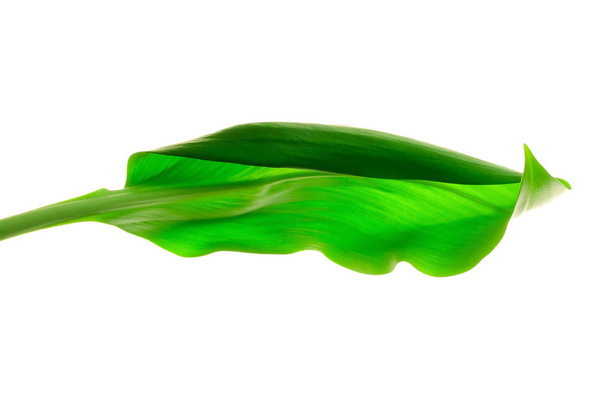 green leaf closeup - Foto, Imagem