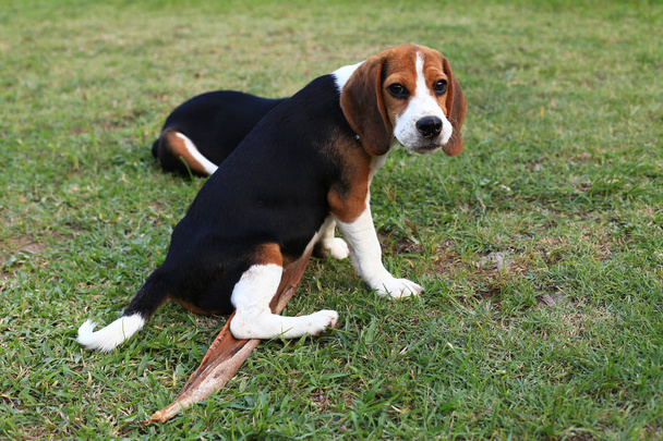 Lindos Beagles jugando en el patio trasero
 - Foto, imagen
