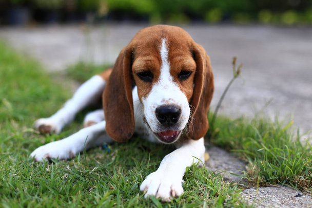 Ładny Beagle grając na podwórku - Zdjęcie, obraz