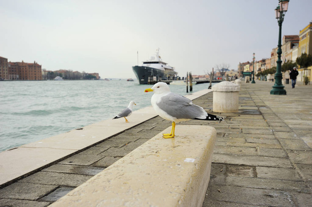 Seagulls on the waterfront - Fotó, kép
