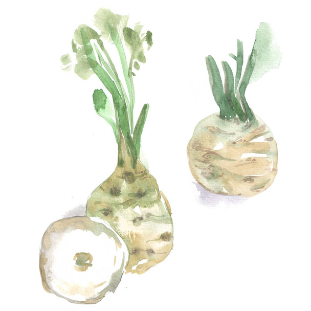 Vegetables in watercolor style. Isolated.  - Fotoğraf, Görsel