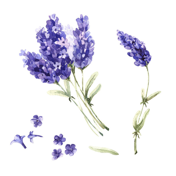Wildflower lavender flower in a watercolor style isolated. - Photo, Image