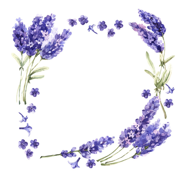 Wildflower lavender flower frame in a watercolor style isolated. - Foto, Imagen