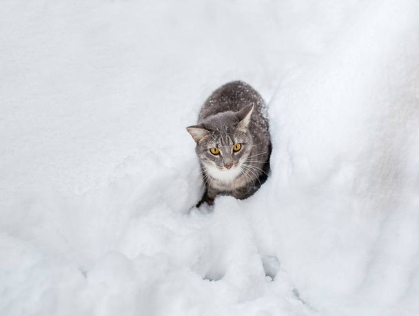Um gato vadio está andando entre as altas derivas no inverno ao ar livre
 - Foto, Imagem