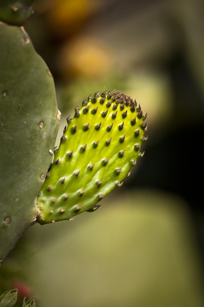 Pequeña hoja espinosa de la planta de nopal espinoso en el Mediterráneo
 - Foto, imagen