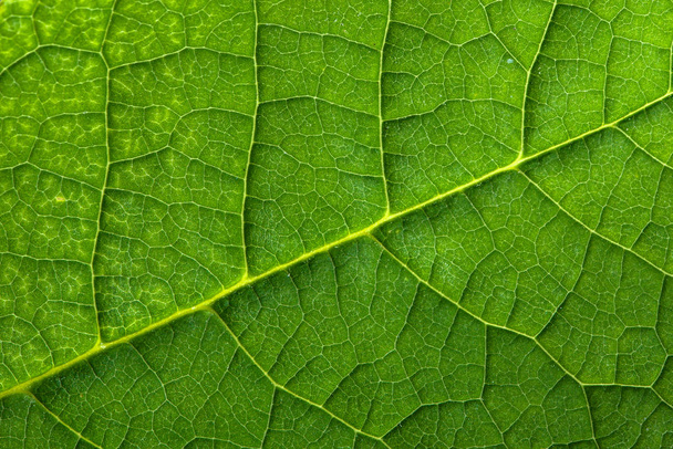 Fresh green leaf texture, leaf macro background - Fotografie, Obrázek