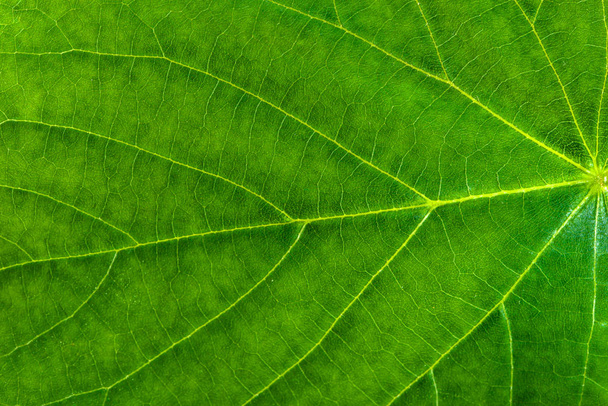 Friss zöld leveles szerkezetű, levél makró háttér - Fotó, kép