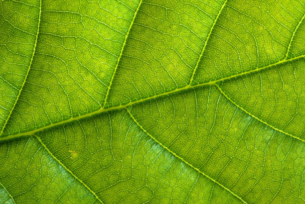 Fresh green leaf texture macro background - Valokuva, kuva