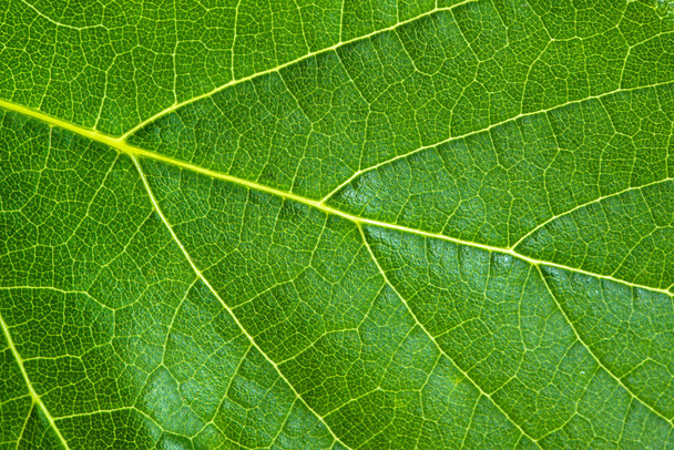 Fresh green leaf texture, leaf macro background - Valokuva, kuva