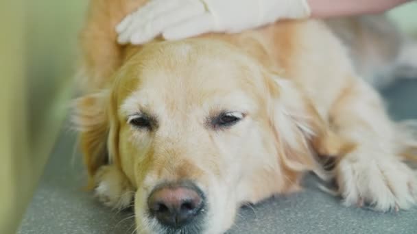 Köpekler namlu close-up. Bir veteriner kliniğinde Retriever - Video, Çekim