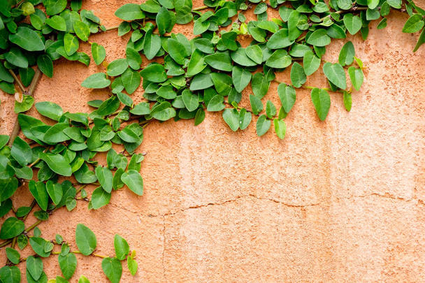 pared naranja con planta de hiedra
 - Foto, Imagen
