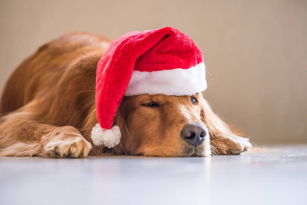 The golden retrievers wearing a Christmas hat - Foto, afbeelding