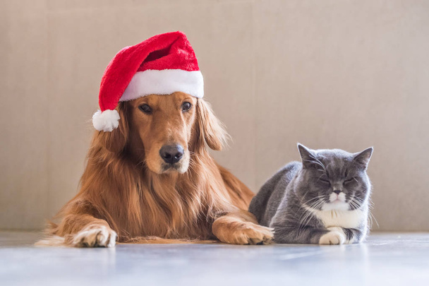 Wearing a Christmas hat of dogs and cats - Fotó, kép