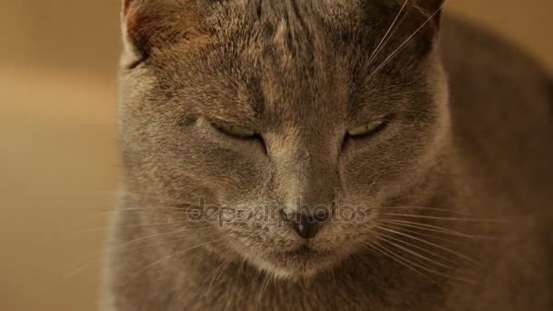 Close-up van portret van schattige katten familie rusten. - Video