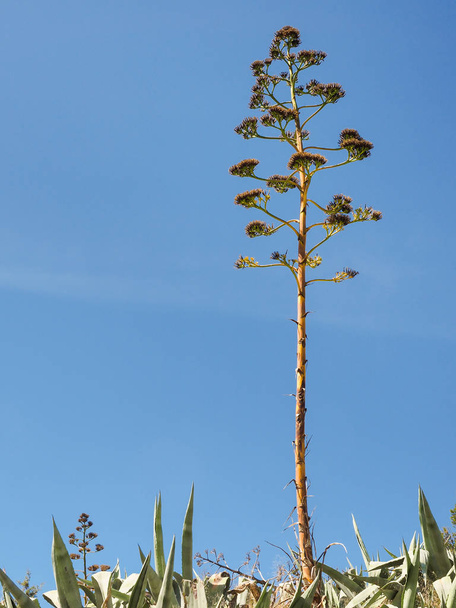 Un agave con inflorescencia aislado en el cielo azul
 - Foto, imagen