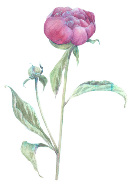 Peonies on a white background.  Watercolor. - Fotó, kép
