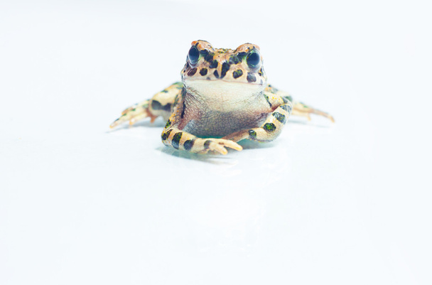 Frog on white - Foto, afbeelding