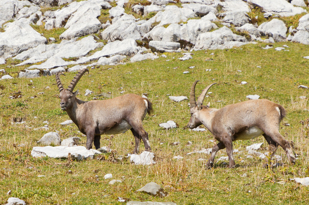 Group of alpine ibex - Foto, Imagen