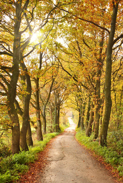 Scène d'automne, route de campagne idyllique
 - Photo, image