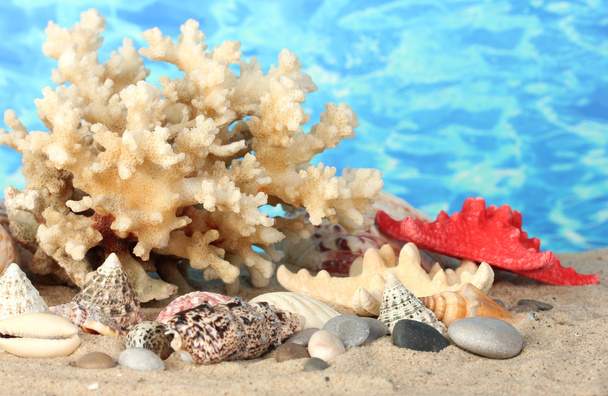 Sea coral with shells on water background close-up - Foto, Imagen