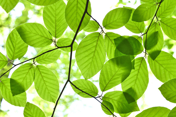 Close-up shot of beech leaves  - Photo, Image