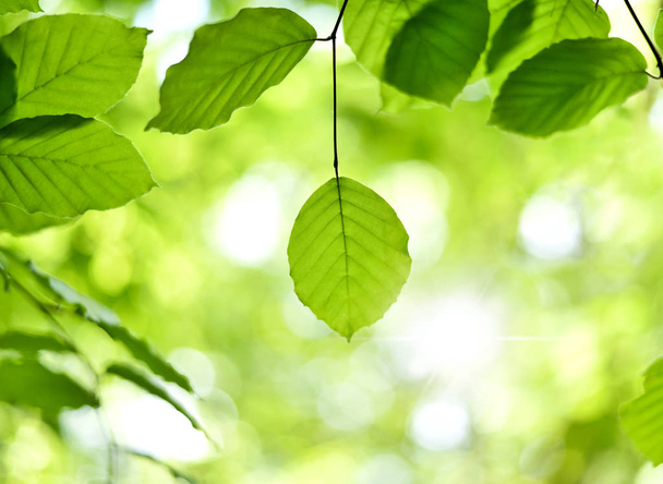 Zelená buk listy na jaře - Fotografie, Obrázek