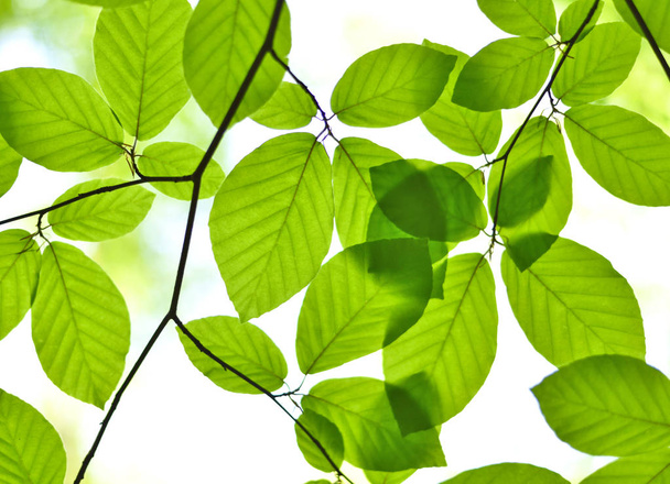 πράσινο οξιά φύλλα την άνοιξη - Φωτογραφία, εικόνα