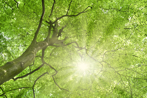 Zöld bükk fa tetején, természet háttér - Fotó, kép