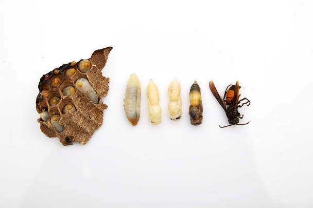 OSA (Vespula vulgaris) na vespiary na białym tle - Zdjęcie, obraz