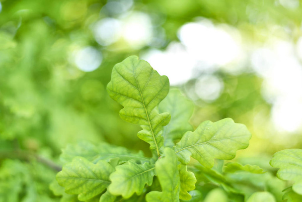 Čerstvé, zelené dubové listí - Fotografie, Obrázek