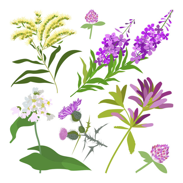 Set of drawing wild flowers - Διάνυσμα, εικόνα