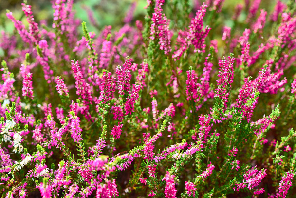 Pink heather flowers - Photo, Image