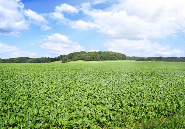 Sunny field or cultivated landscape - Photo, Image