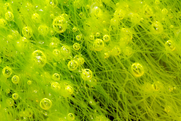 bubbles in alga - Photo, Image